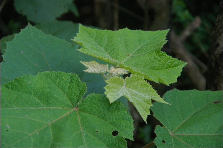 Commersonia fraseri  Brush Kurrajong