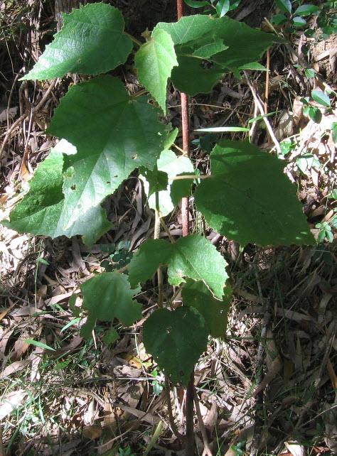 Commersonia fraseri