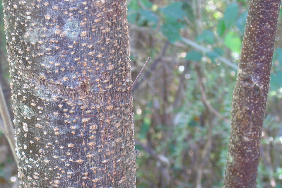 Commersonia fraseri trunk