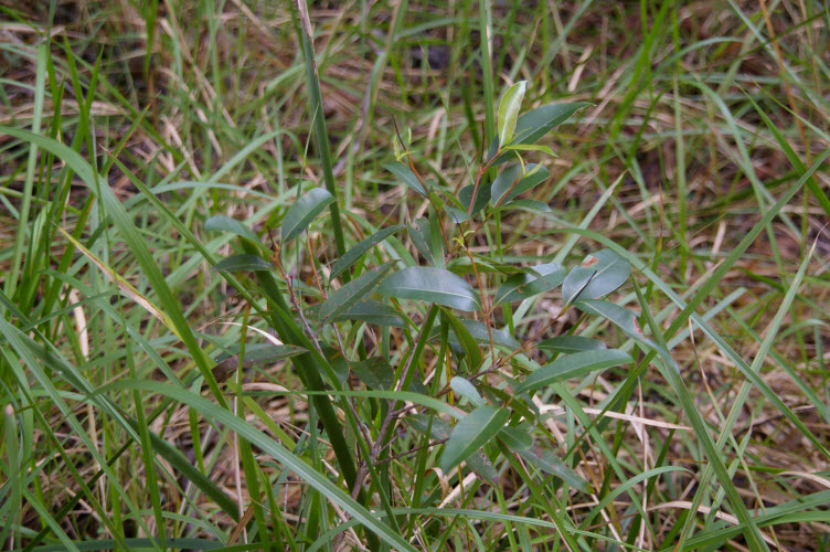 Corymbia intermedia