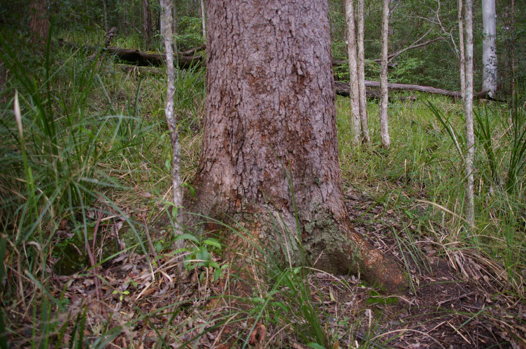 Corymbia intermedia trunk Bloodwood