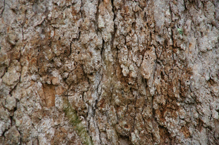 Corymbia intermedia bark Bloodwood