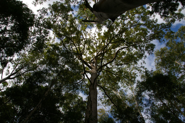 Corymbia intermedia looking up the tree crown Bloodwood