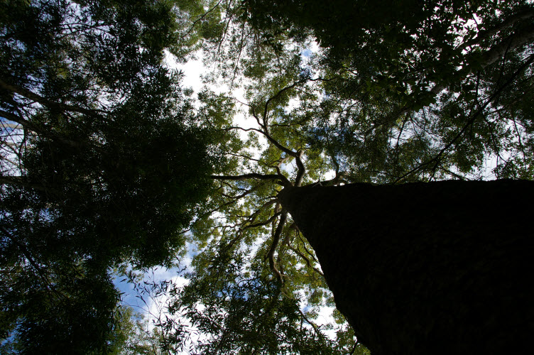 Corymbia intermedia looking up the tree crown Bloodwood