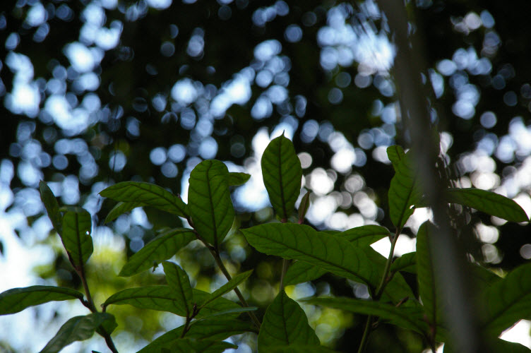 Cryptocarya obovata leaves