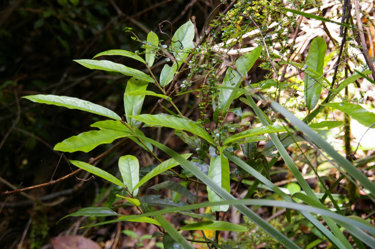 Cryptocarya obovata Pepperberry