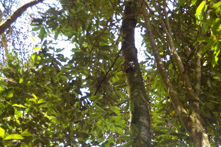 Cryptocarya obovata Pepperberry
