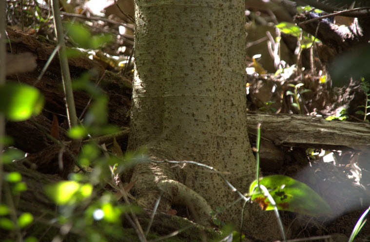 Dendrocnide excelsa juvenile trunk
