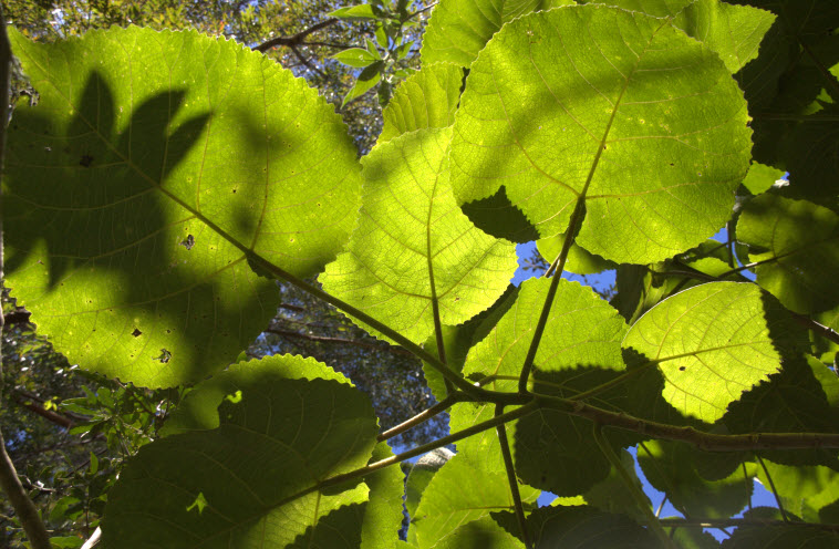Dendrocnide excelsa leaves