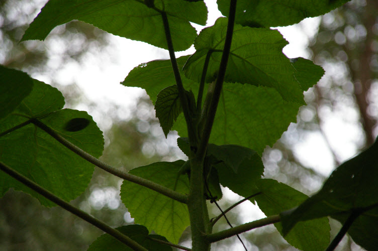 Dendrocnide excelsa growing tip.