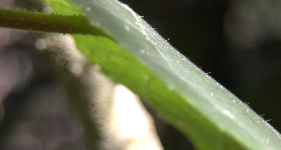 Dendrocnide excelsa stinging hairs  Giant Stinging Tree stinging hairs