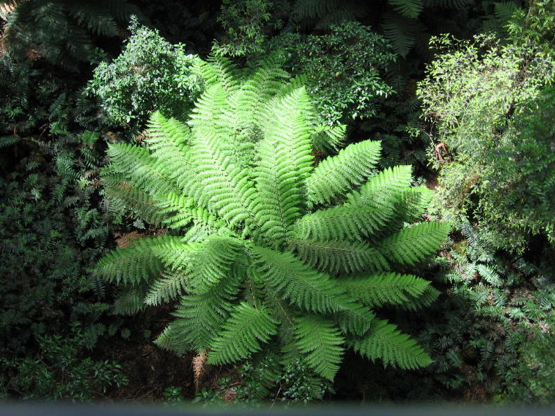 Dicksonia antarctica Mt Donna Buang