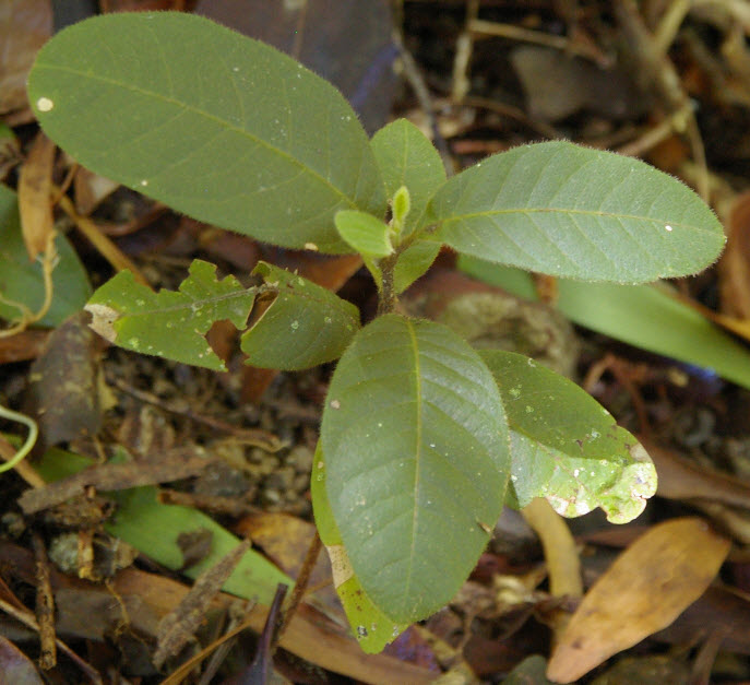 Diploglottis australis seedling