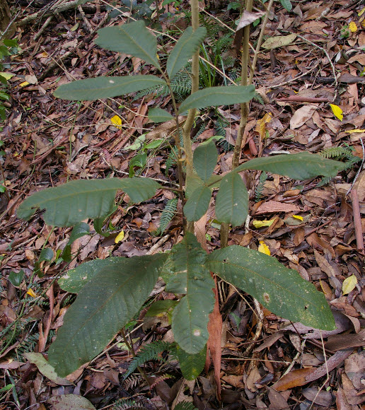 Diploglottis australis Tamarind young plant