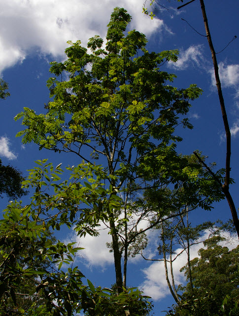 Diploglottis australis Tamarind