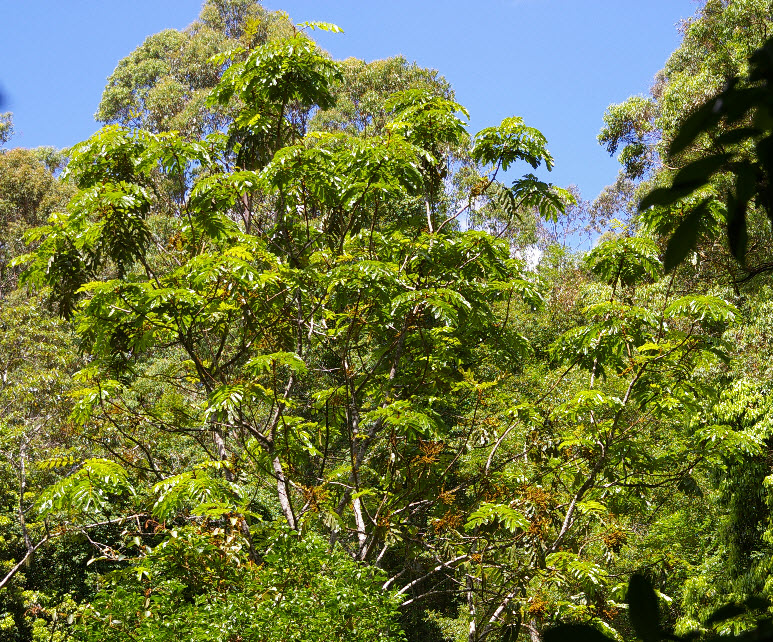 Diploglottis australis