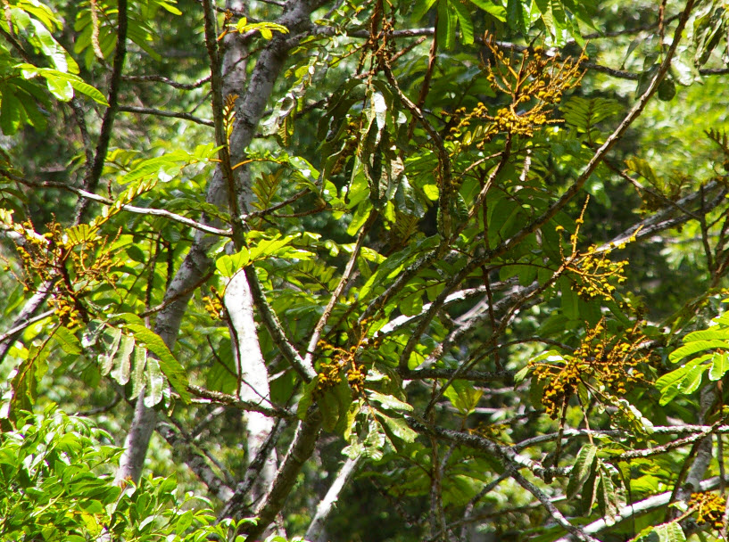 Diploglottis australis fruit