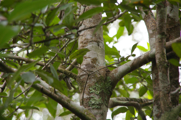 Doryphora sassafras trunk