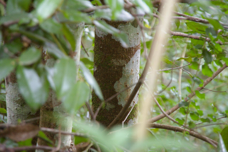 Doryphora sassafras trunk