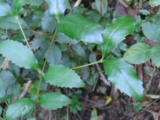 Doryphora sassafras young plant