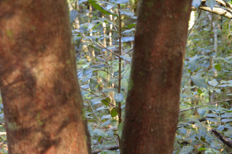 Doryphora sassafras sapling