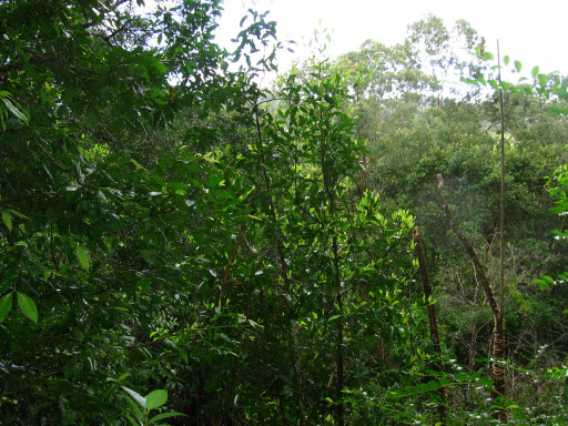 Doryphora sassafras saplings