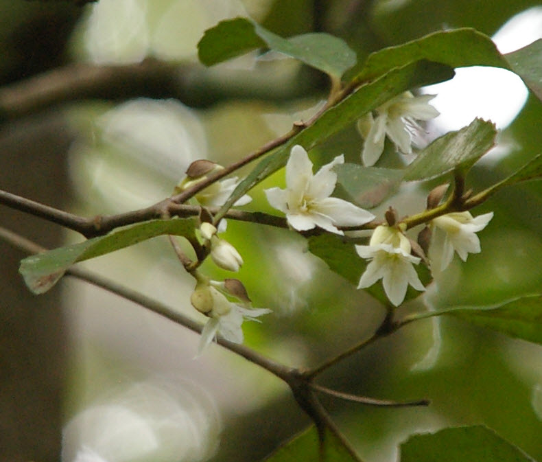 Doryphora sassafras flowers