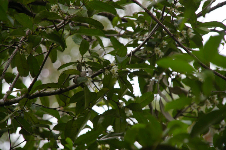 Doryphora sassafras flower