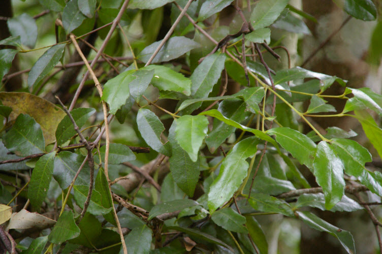 Doryphora sassafras mature leaves