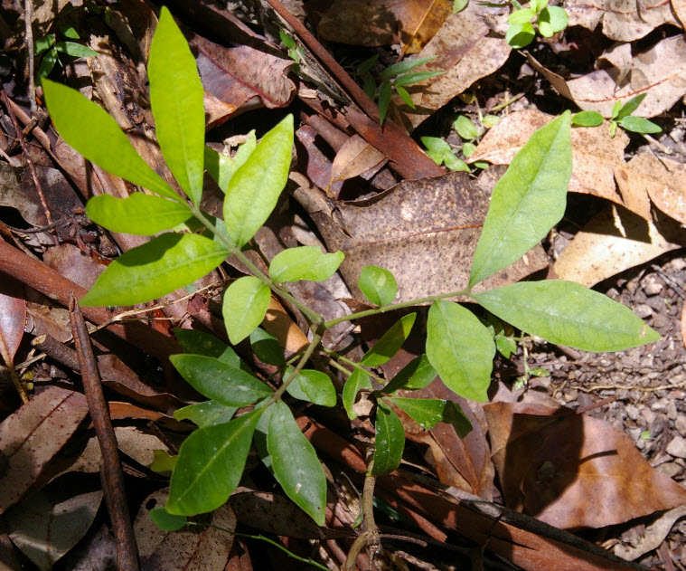 Dysoxylum fraserianum seedling