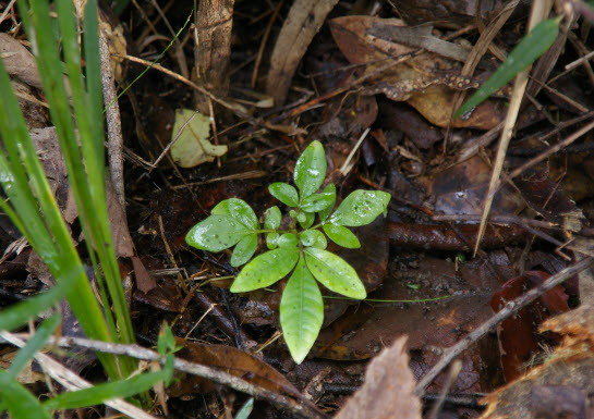 Dysoxylum fraserianum seedling