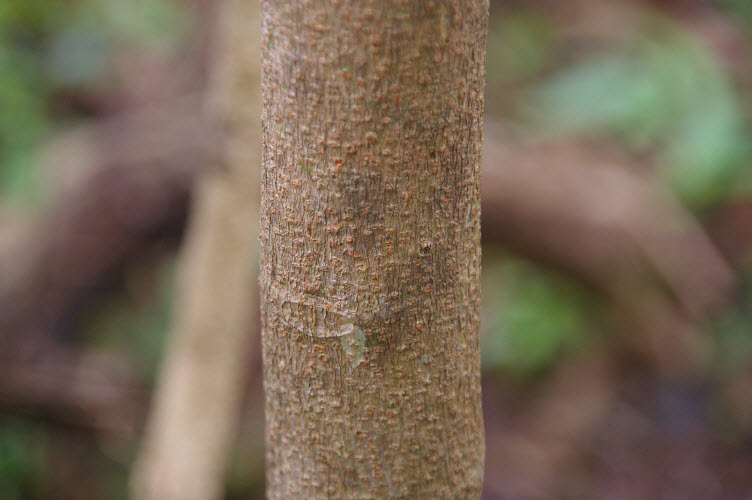 Dysoxylum fraserianum sapling trunk
