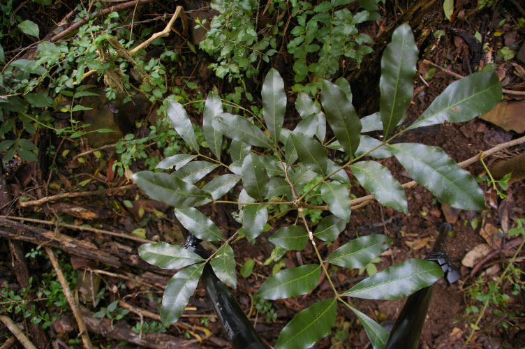 Dysoxylum fraserianum Rosewood leaves