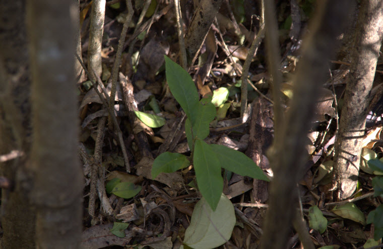 Dysoxylum rufum seedling