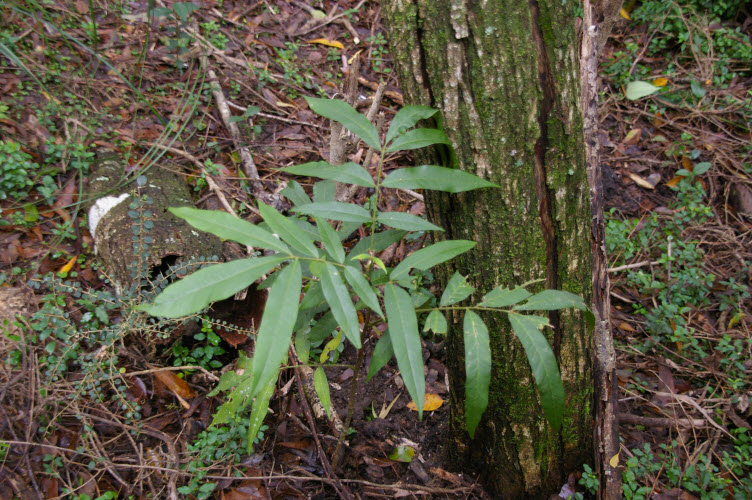 Dysoxylum rufum