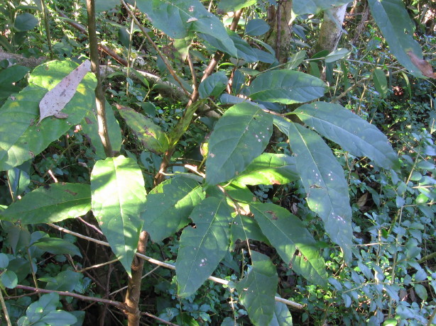 Ehretia acuminata Koda
