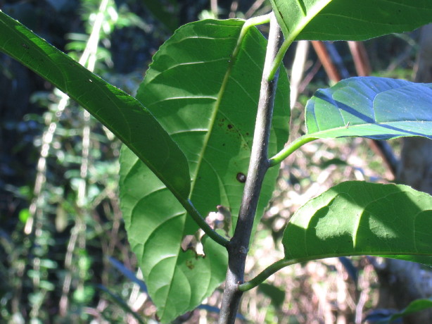 Ehretia acuminata