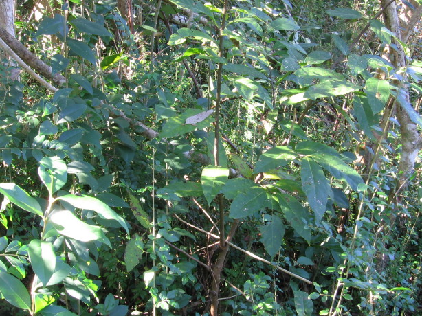 Ehretia acuminata