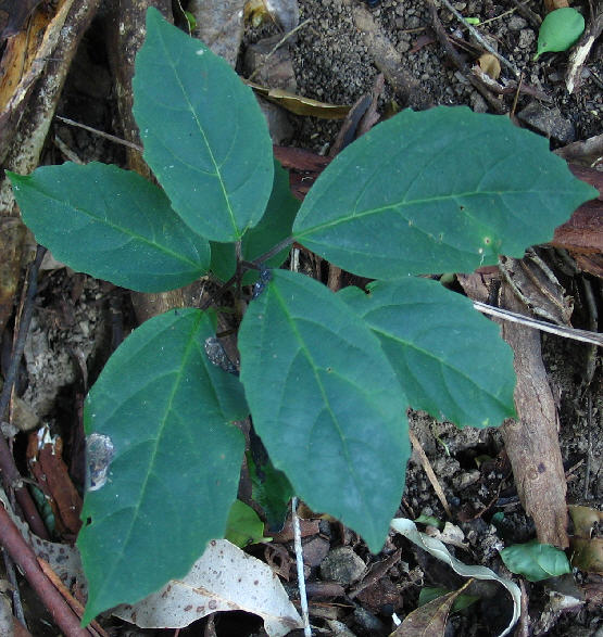 Ehretia acuminata seedling