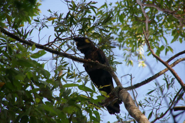 Yellow Tailed Black Cockatoo