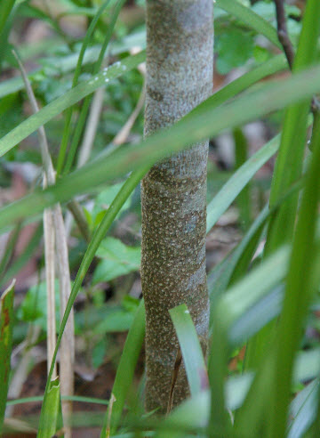 Emmenosperma alphitonioides