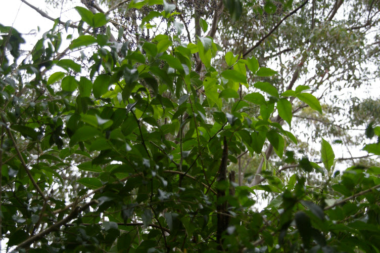 Emmenosperma alphitonioides  Yellow Ash
