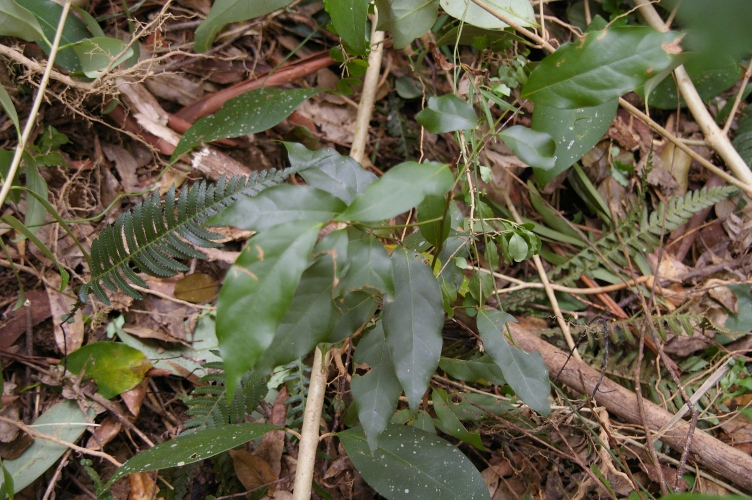 Endiandra muelleri young plant Muellers Walnut