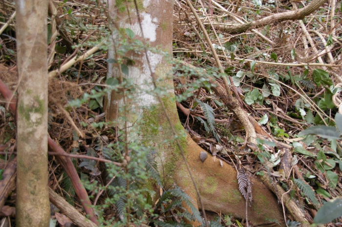 Endiandra muelleri spur butress Muellers Walnut