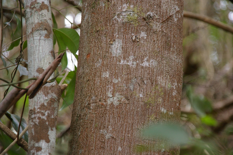 Endiandra muelleri trunk detail Muellers Walnut