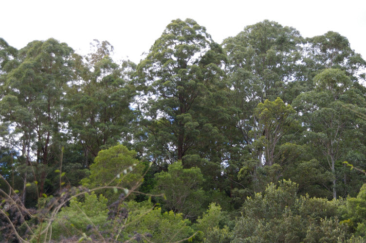 Eucalyptus microcorys  Tallowwod