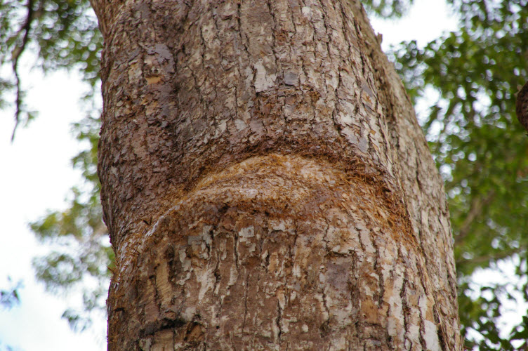 Eucalyptus microcorys bark mature