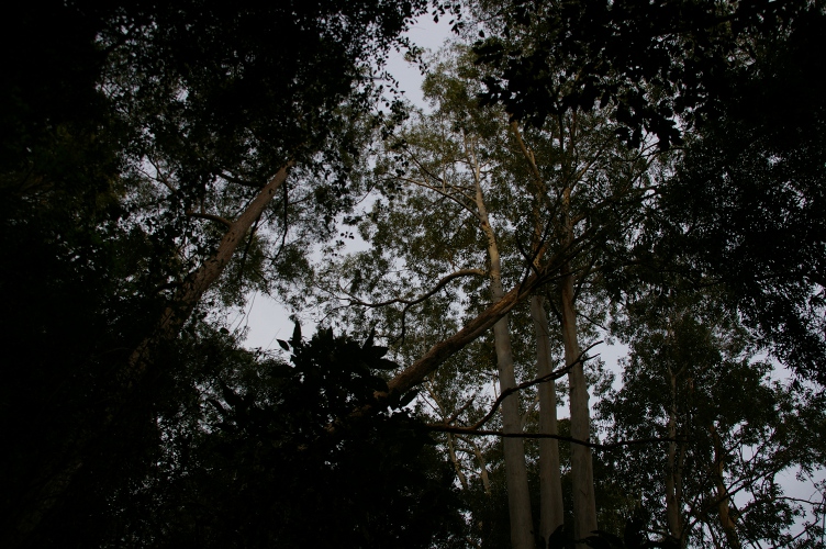 Eucalyptus microcorys hung up