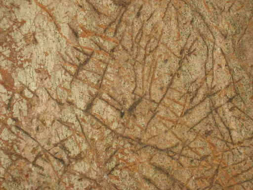 Eucalyptus propinqua X biturbinata bark