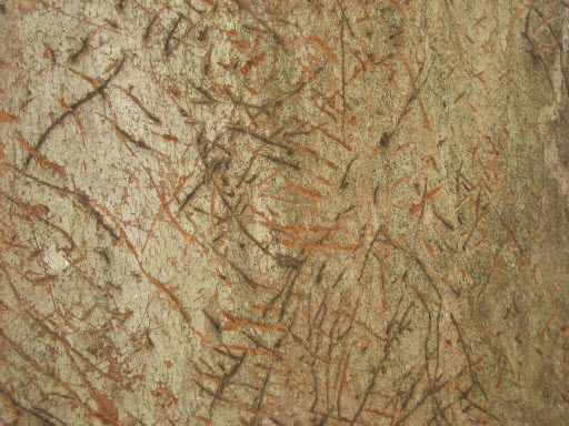 Eucalyptus propinqua X biturbinata bark